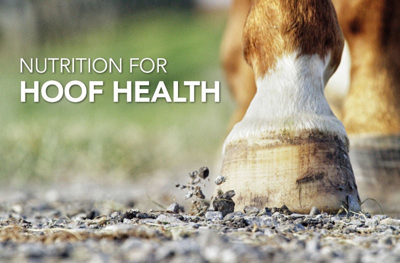 Equine Science Matters™: Nutrition for hoof health